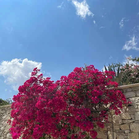 Natica Mare Xerokampos (Crete)