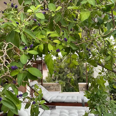 Natica Mare Xerokampos (Crete)